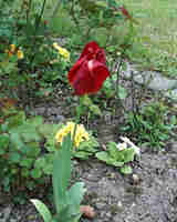 Tulpe.jpg (37155 Byte)